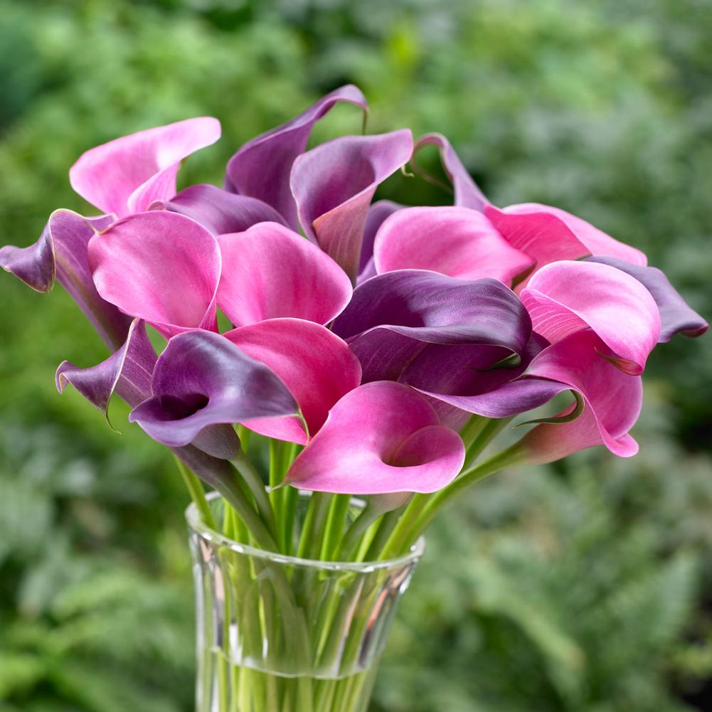 Calla Lily Lavender Gem/Pink Diamond - Longfield Gardens