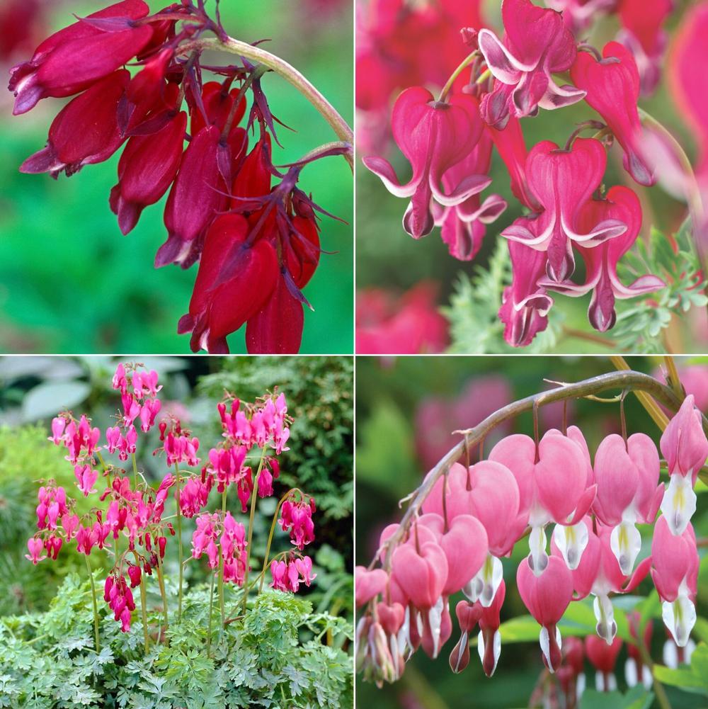 Dicentra Collection - Longfield Gardens