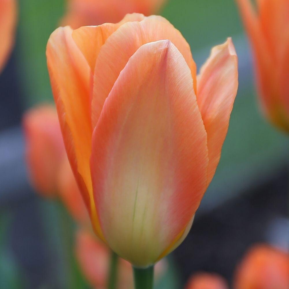 Tulip Orange Emperor - Longfield Gardens