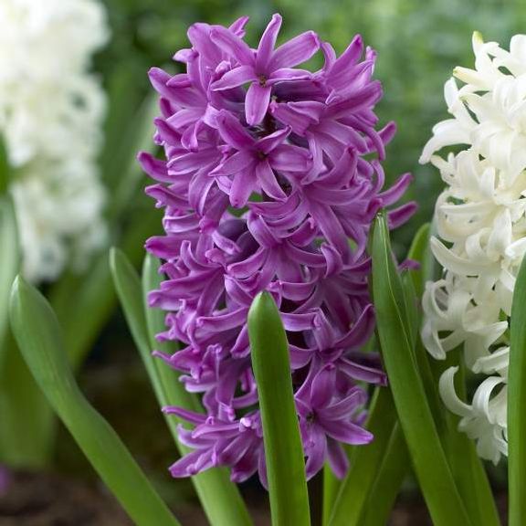 Hyacinth Purple Sensation - Longfield Gardens