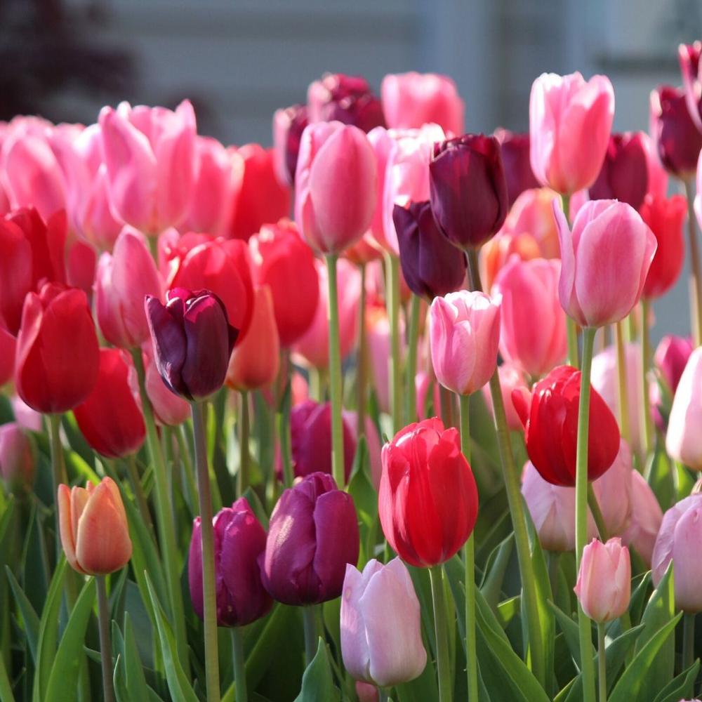 Tulip Purple Lady Mix - Longfield Gardens
