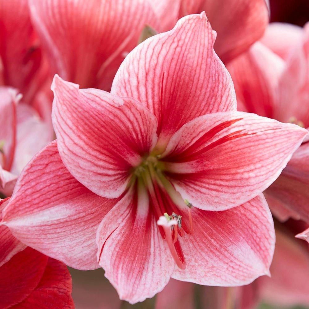 Amaryllis Gervase 34/36cm - Longfield Gardens