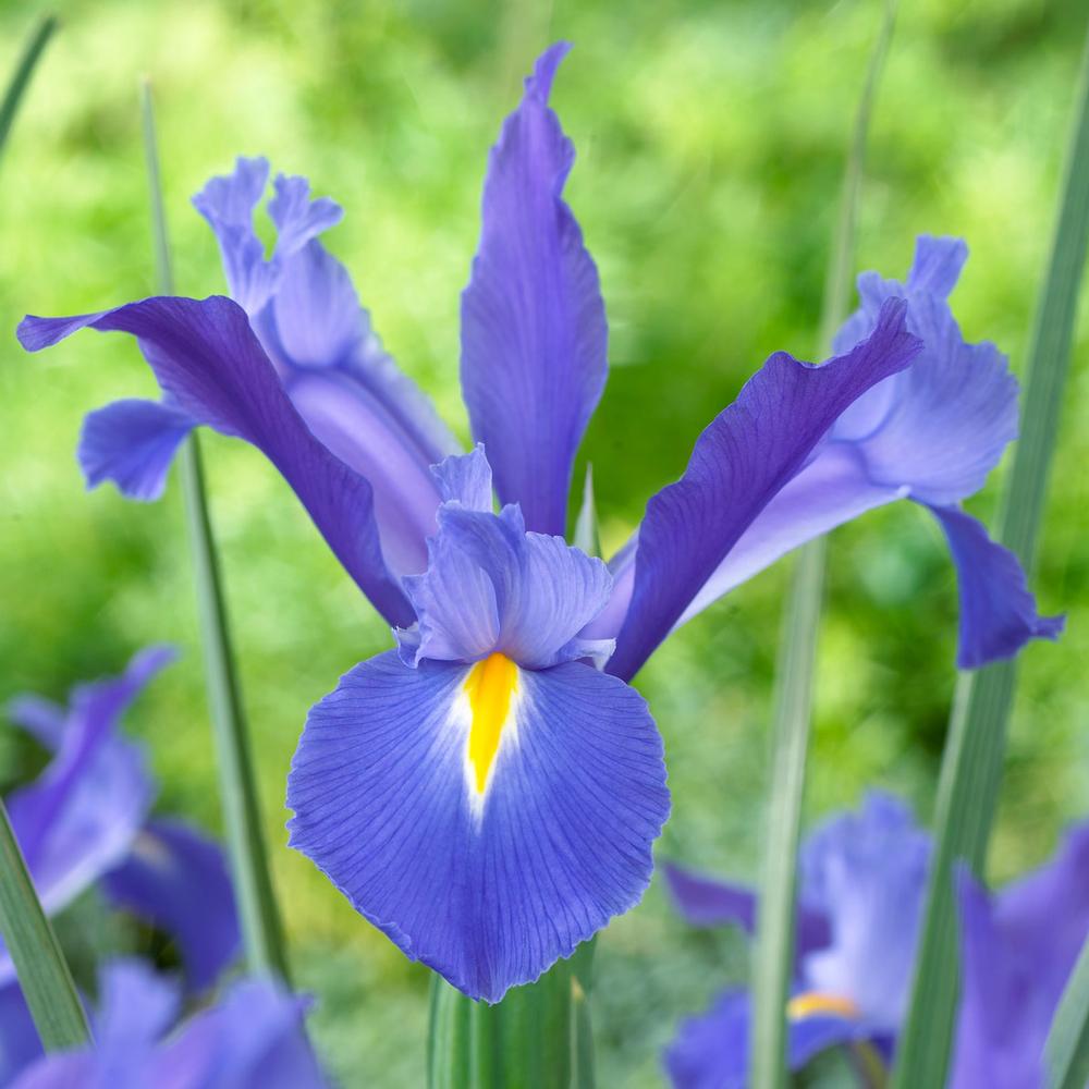 Dutch Iris Discovery - Longfield Gardens