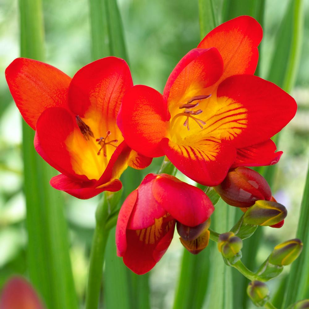 Freesia Red - Longfield Gardens