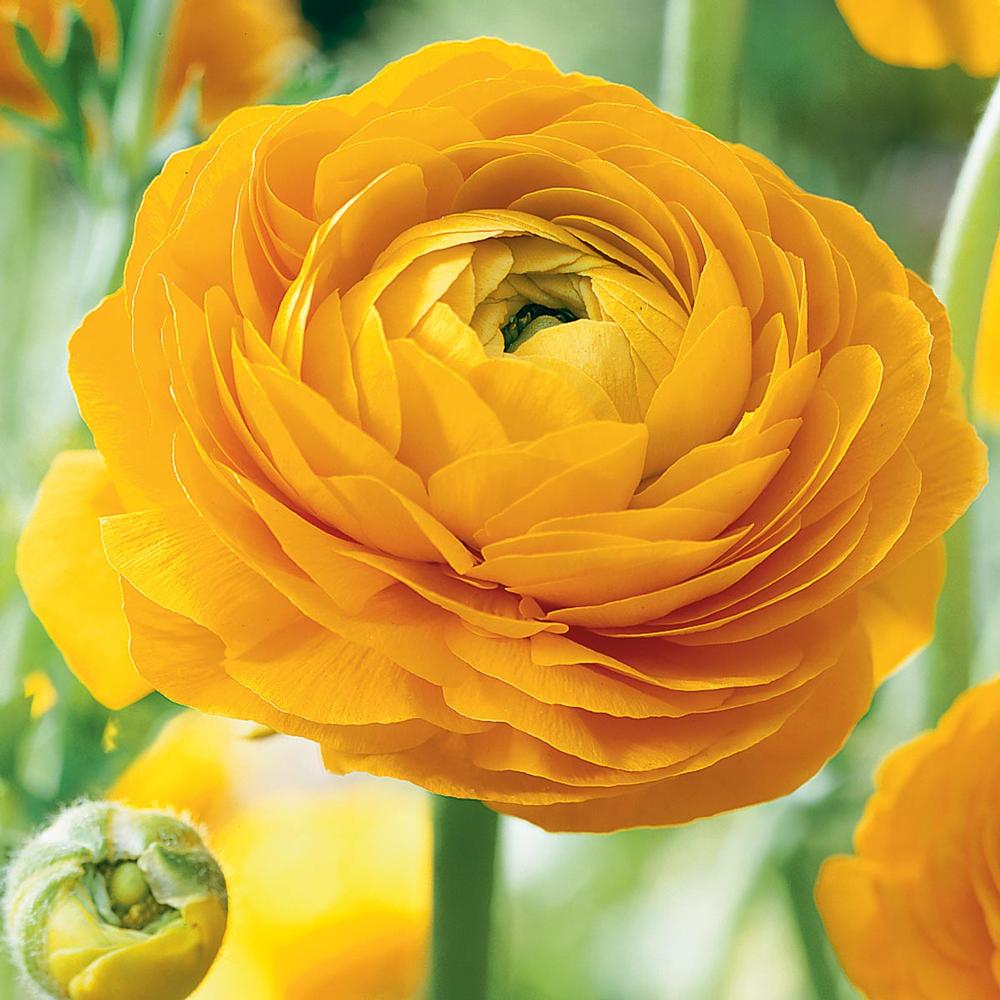 Ranunculus Yellow - Longfield Gardens