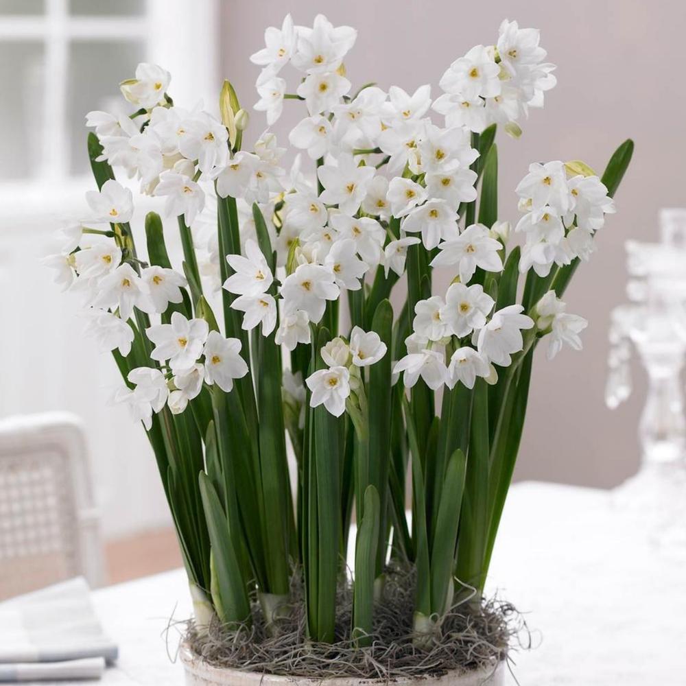 Narcissus Ziva - Longfield Gardens