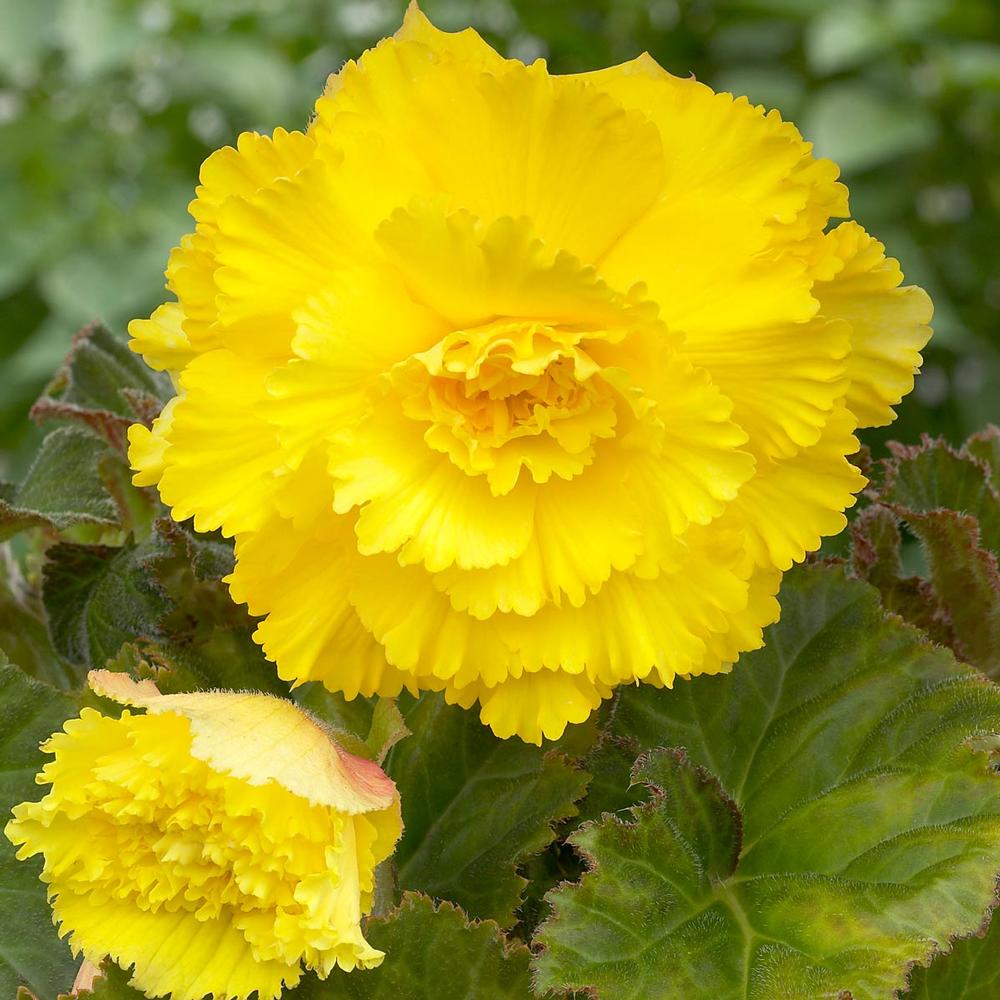 Begonia Fimbriata Yellow - Longfield Gardens