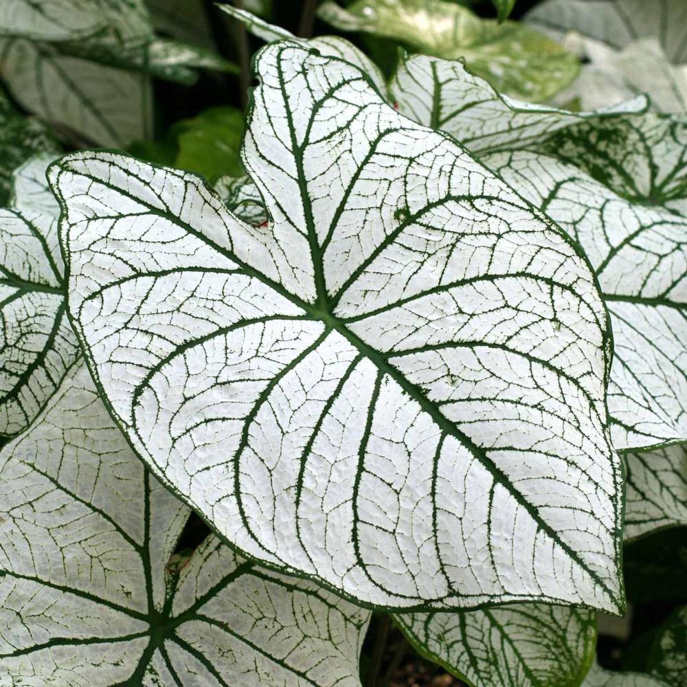 Caladium Candidum - Longfield Gardens