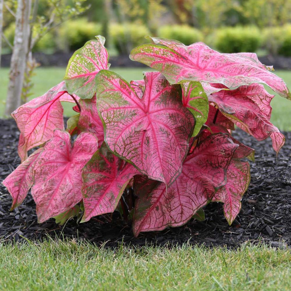 Caladium Fannie Munson - Longfield Gardens