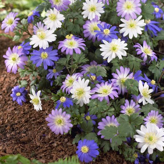 Anemone Mixed Blanda - Longfield Gardens