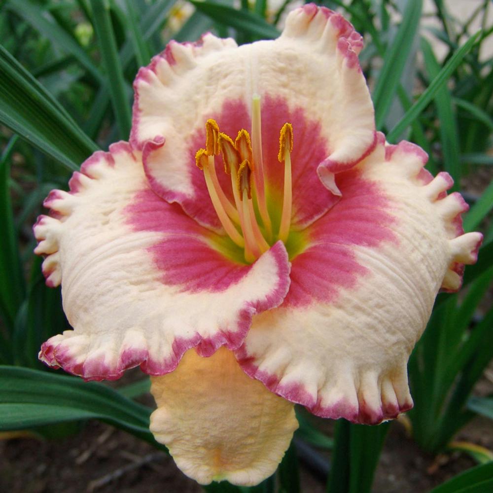 Hemerocallis Ageless Beauty - Longfield Gardens