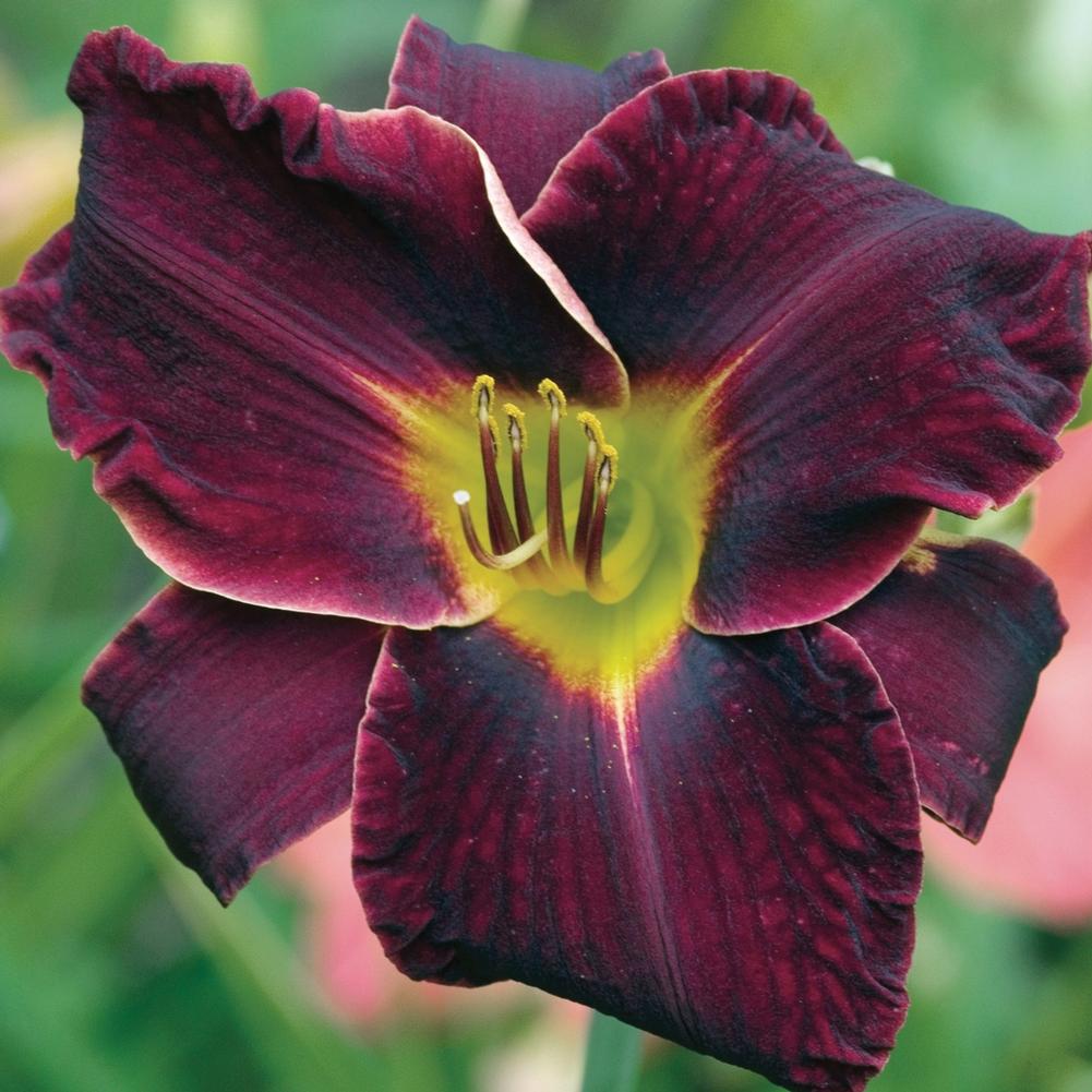 Hemerocallis-Night Beacon