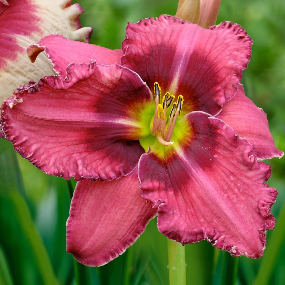 Hemerocallis Russian Ragtime - Longfield Gardens