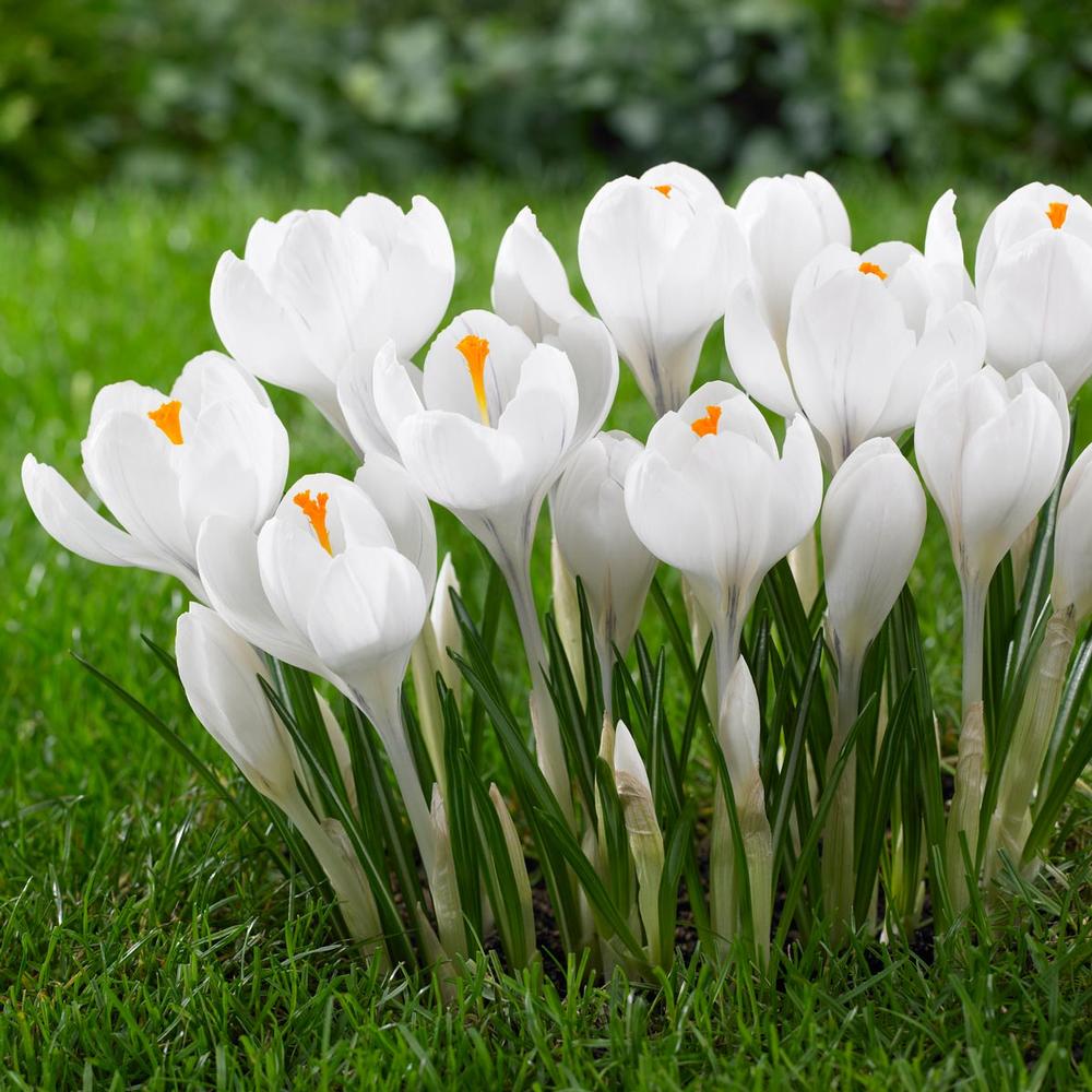 Crocus Jeanne D Arc - Longfield Gardens