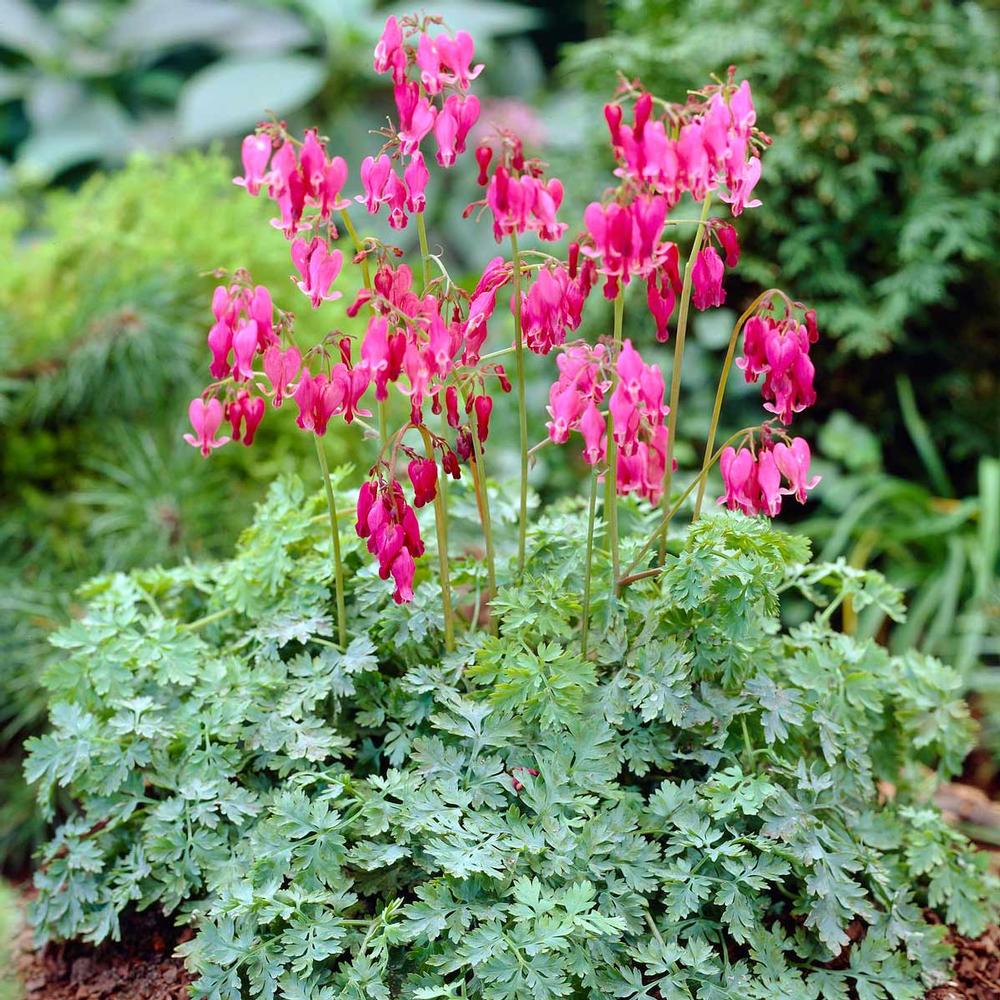 Dicentra King of Hearts - Longfield Gardens