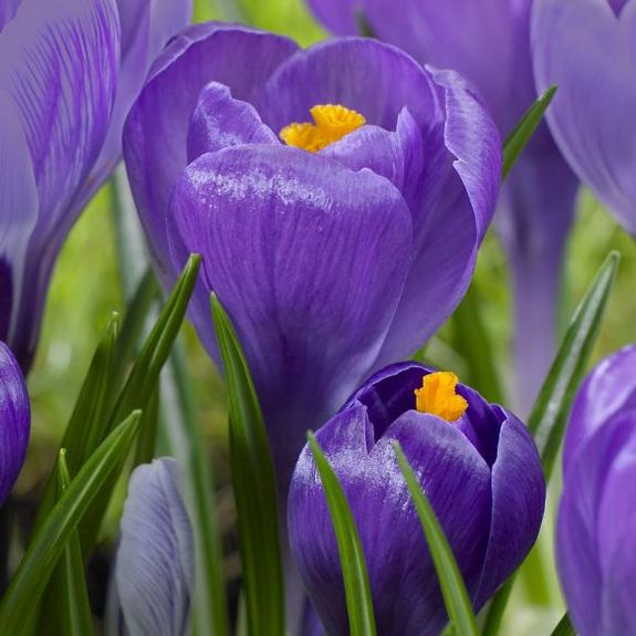 Crocus Remembrance - Longfield Gardens