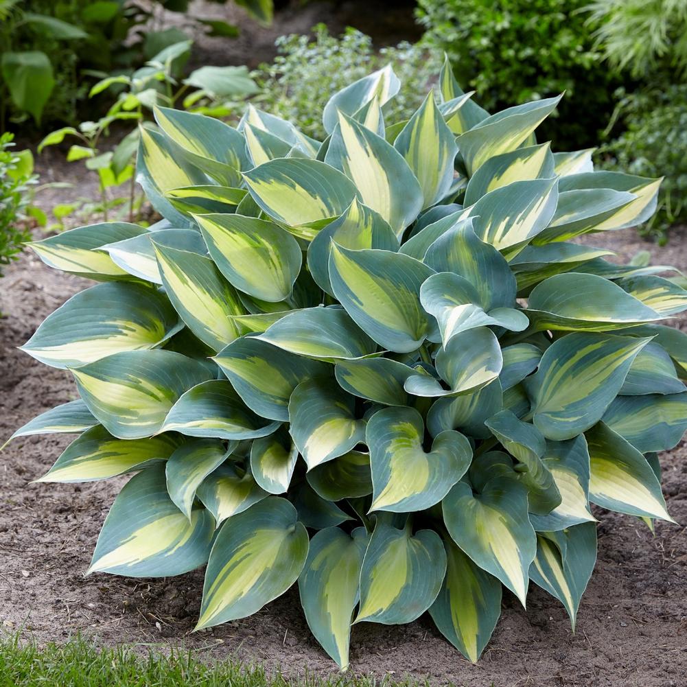 Hosta Catherine - Longfield Gardens