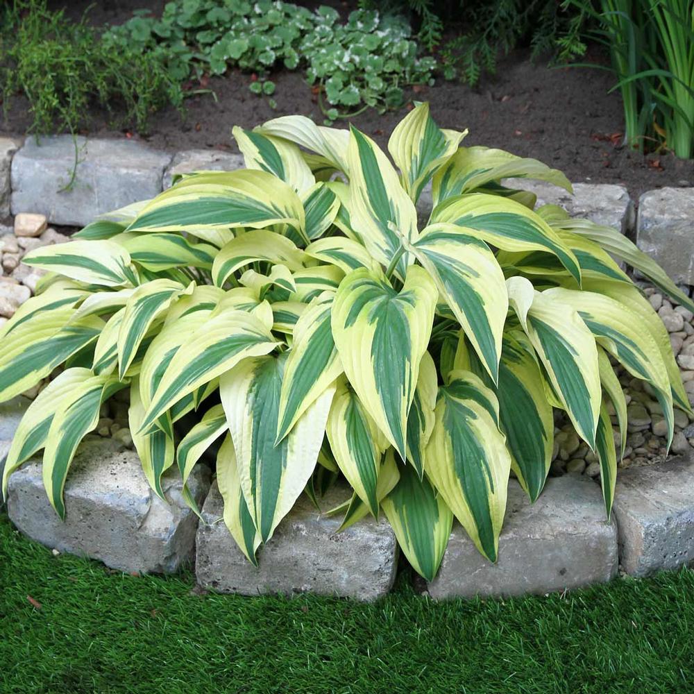 Hosta Lakeside Dragonfly - Longfield Gardens