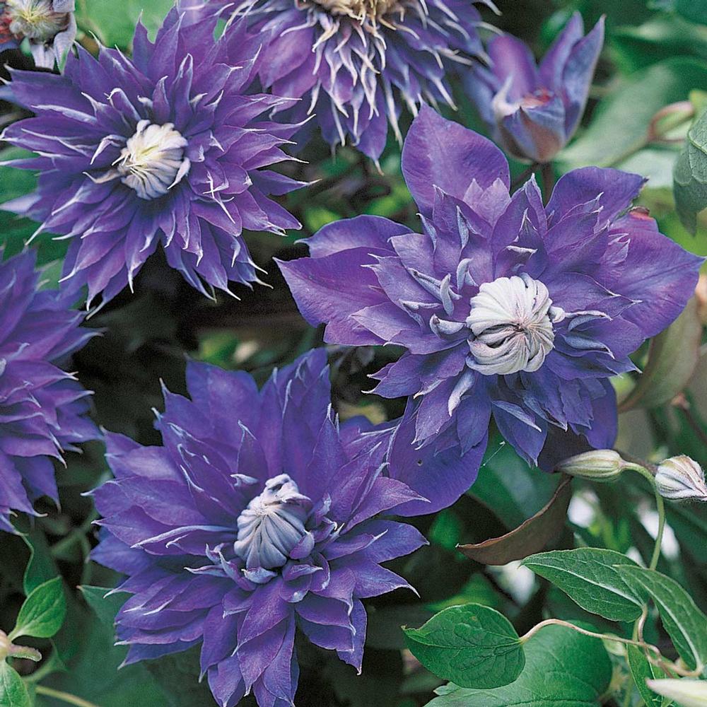 Clematis Multi-Blue - Longfield Gardens