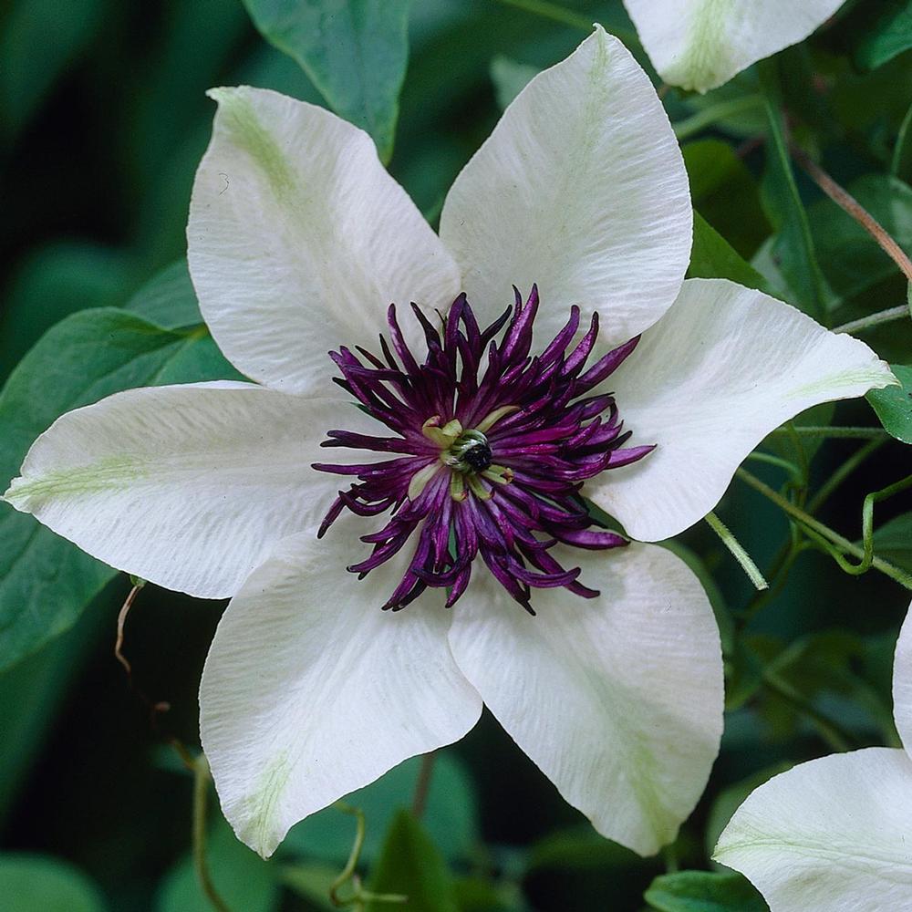 Clematis Florida Sieboldii - Longfield Gardens