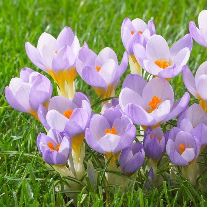 Crocus Fire Fly - Longfield Gardens