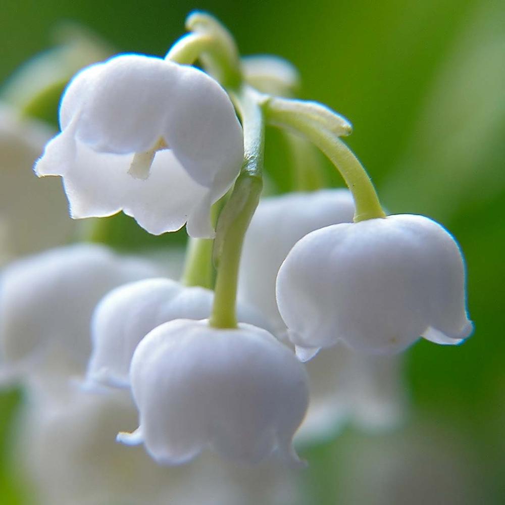 Convallaria Lily of the Valley - Longfield Gardens