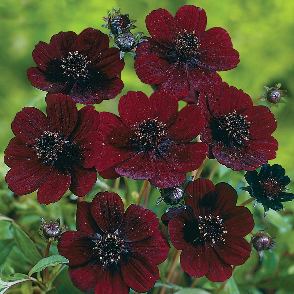 Cosmos Astrosanguneus - Longfield Gardens