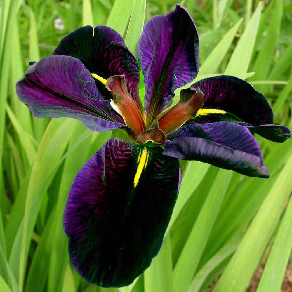 Iris Black Gamecock - Longfield Gardens