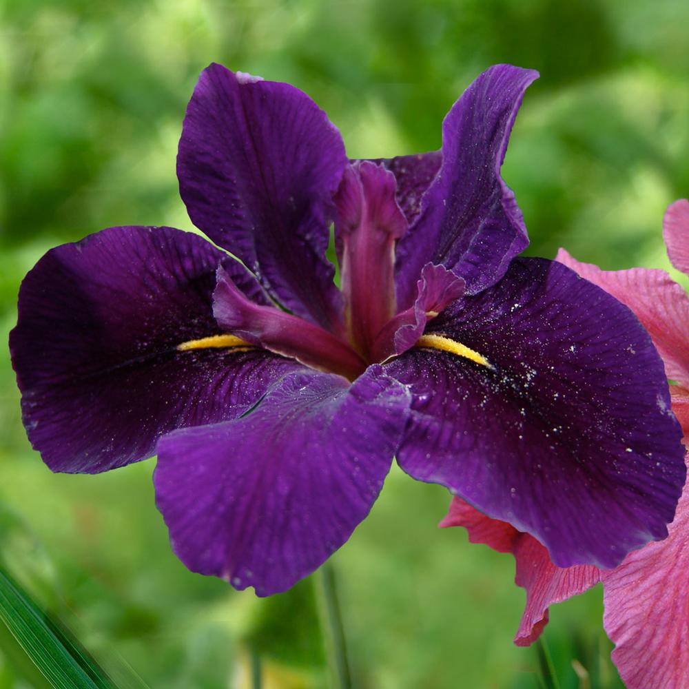 Iris Newsletter - Longfield Gardens