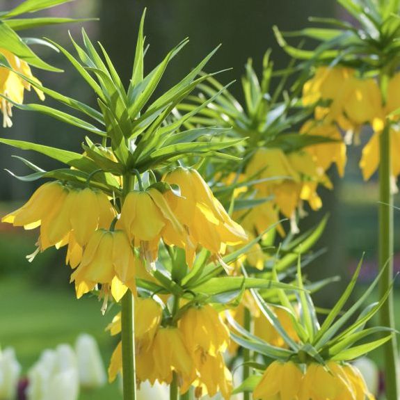 Fritillaria Lutea Maxima - Longfield Gardens