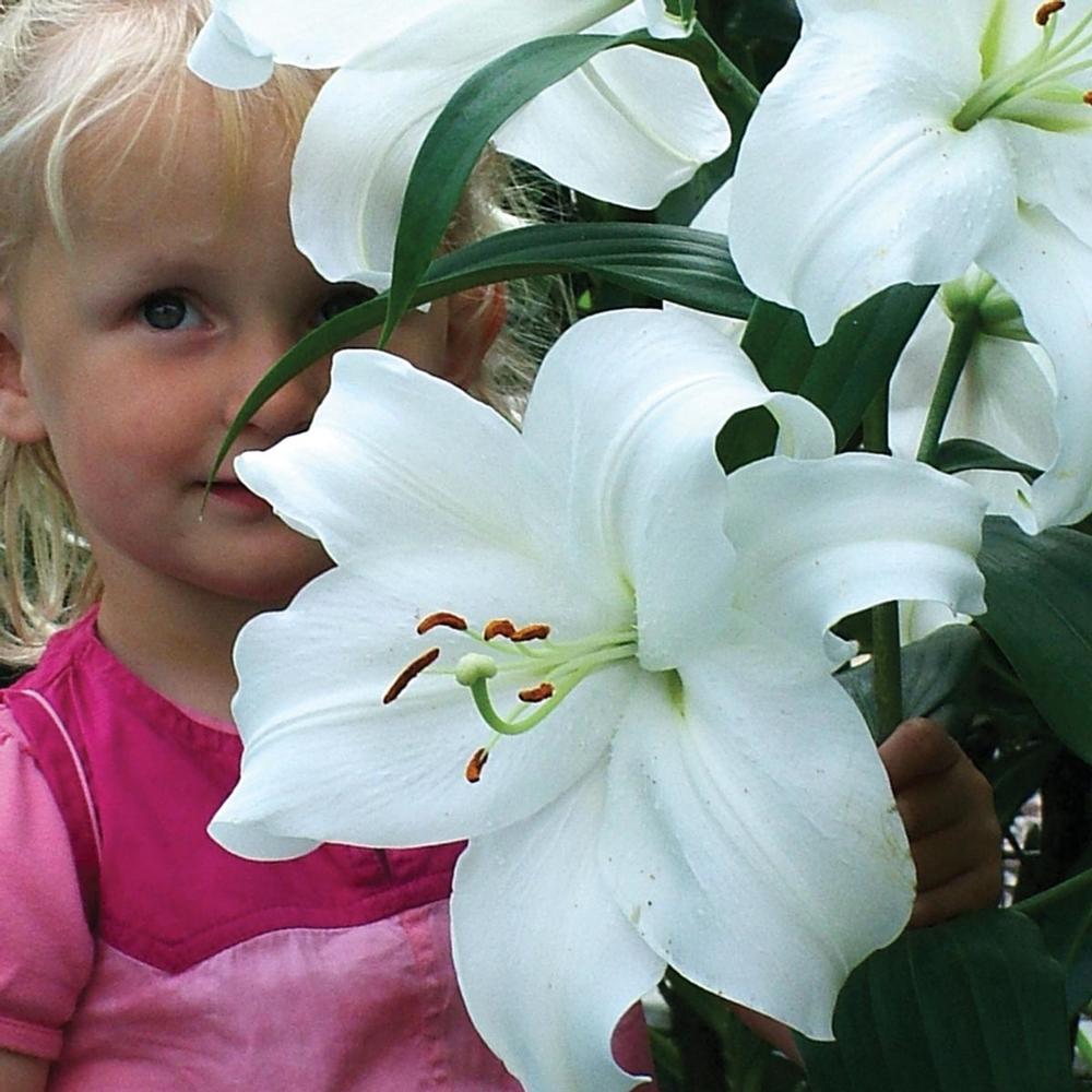 Lily Oriental Casablanca - Longfield Gardens