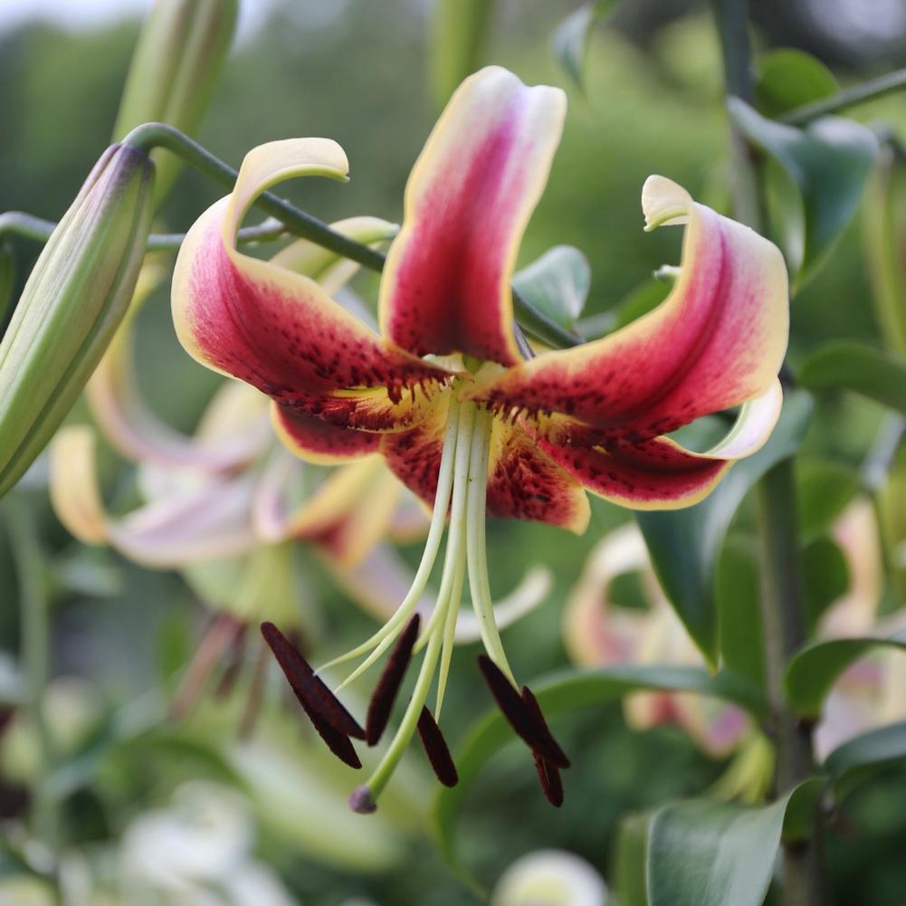 Lily Scheherazade - Longfield Gardens