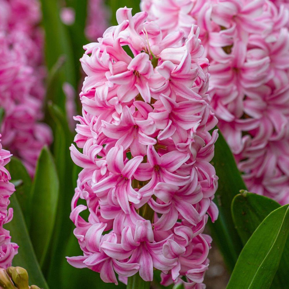 Hyacinth Pink Pearl - Longfield Gardens