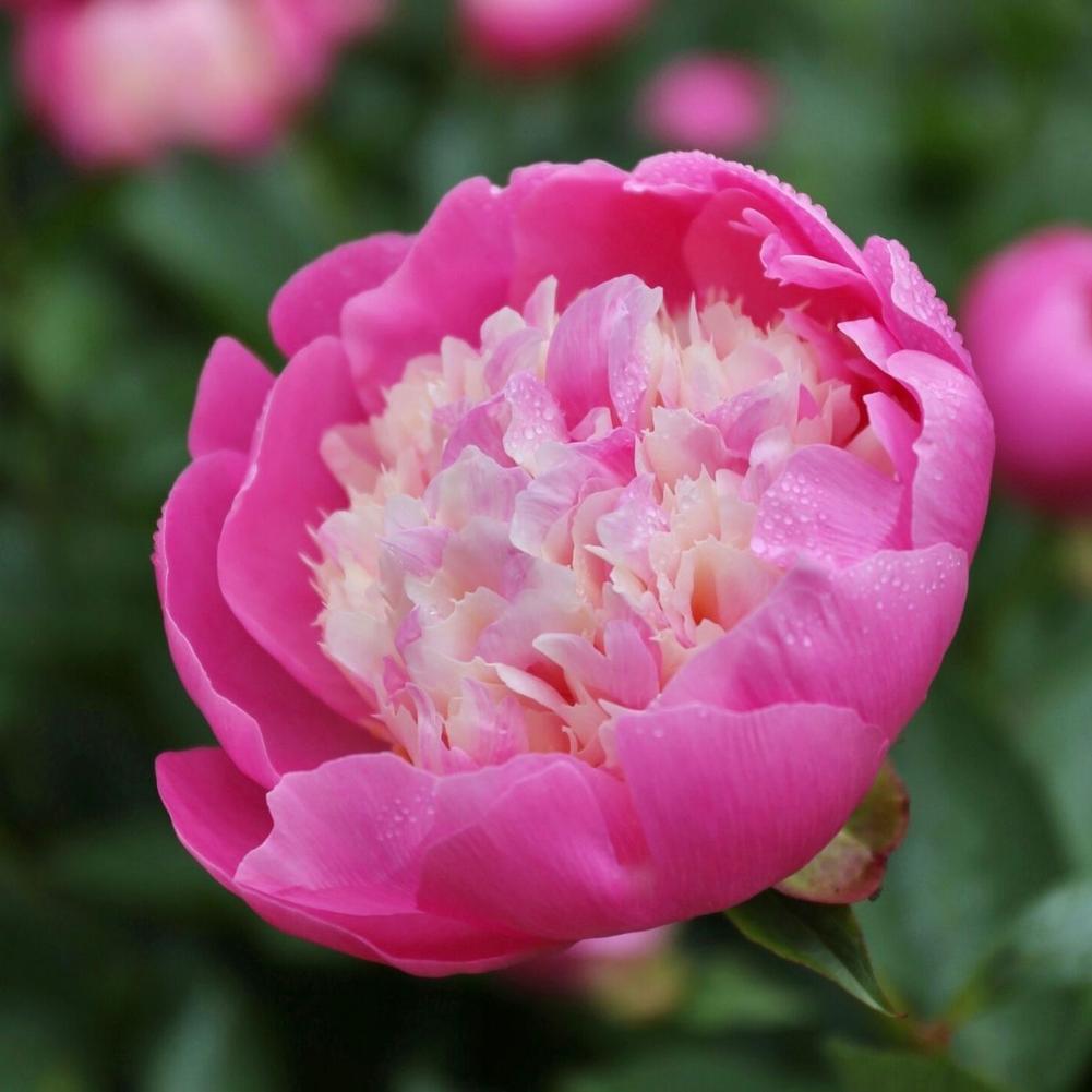 Peony Bowl of Beauty - Longfield Gardens