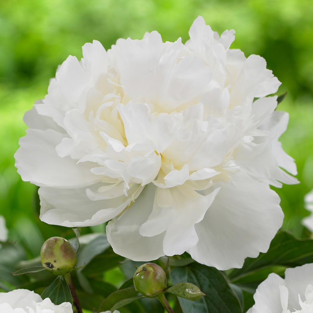 Peony Duchess de Nemours - Longfield Gardens