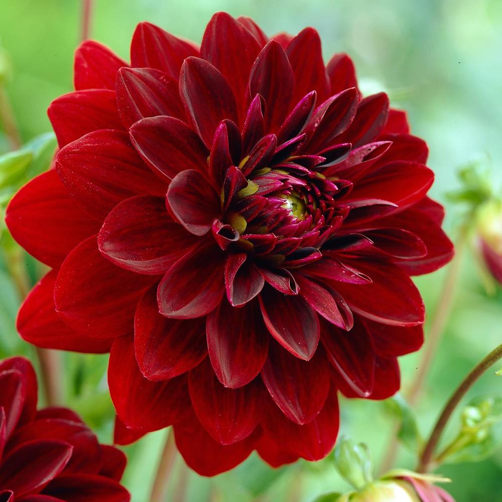 Dahlia Arabian Night - Longfield Gardens