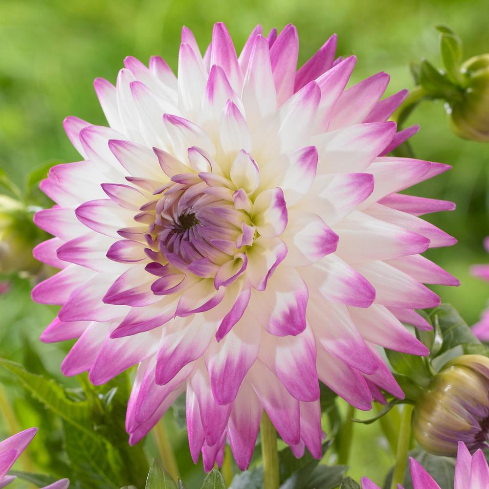 Dahlia Jura - Longfield Gardens