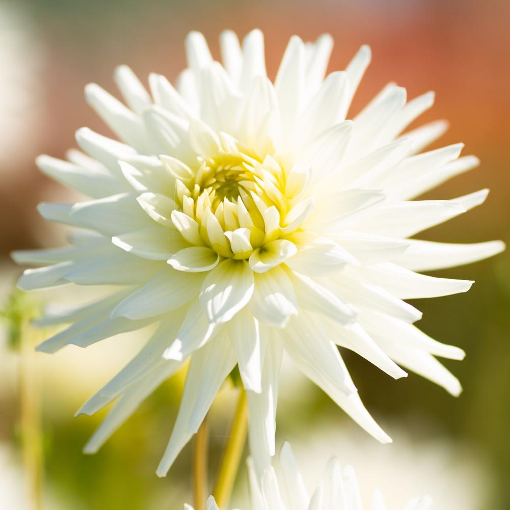 Dahlia My Love - Longfield Gardens