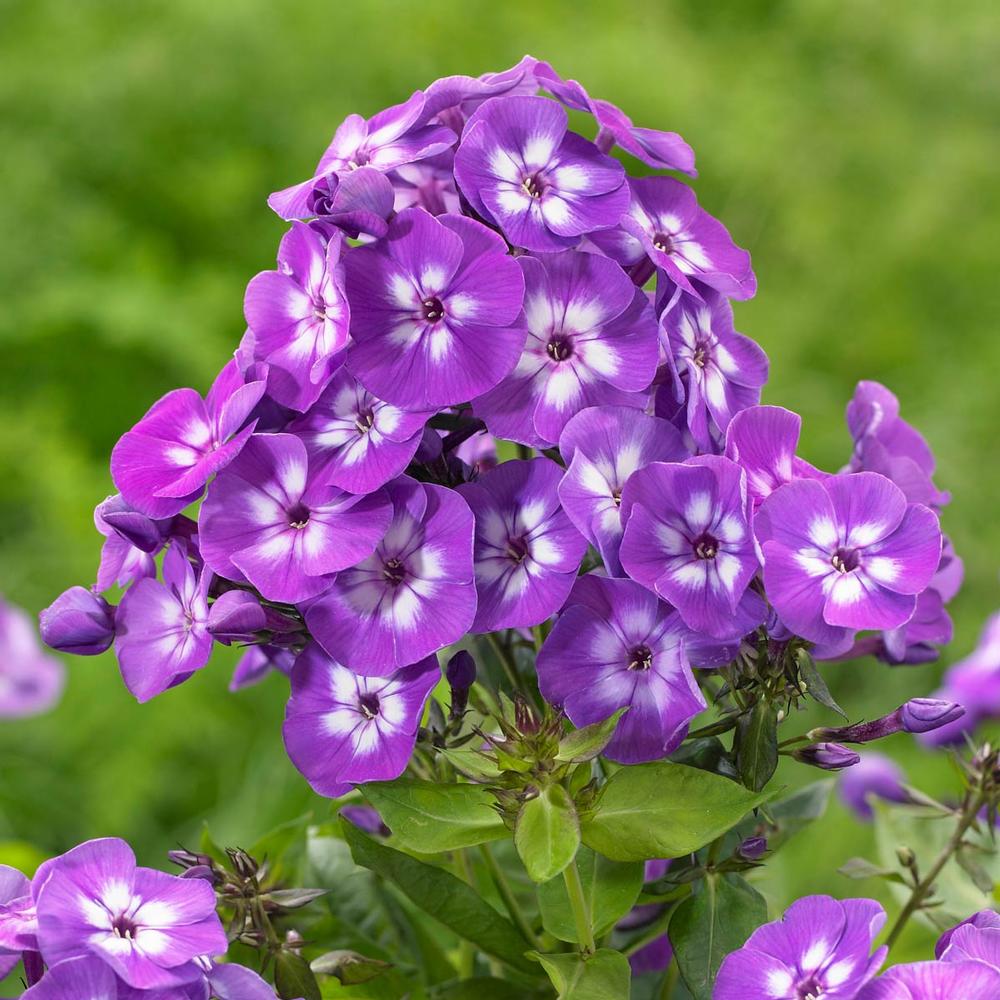 Phlox Paniculata Laura - Longfield Gardens