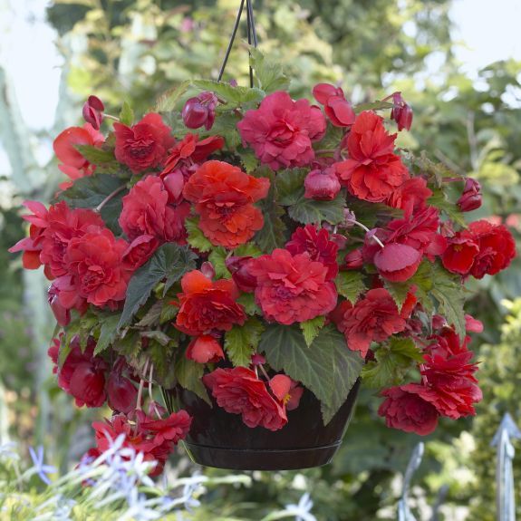 Begonia Fragrant Red - Longfield Gardens