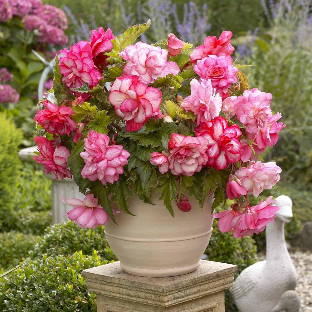 Begonia Pink Balcony - Longfield Gardens