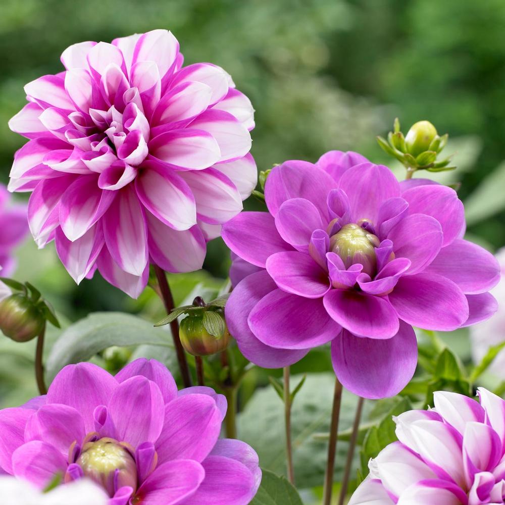 Dahlia Priceless Pink/Serkan - Longfield Gardens