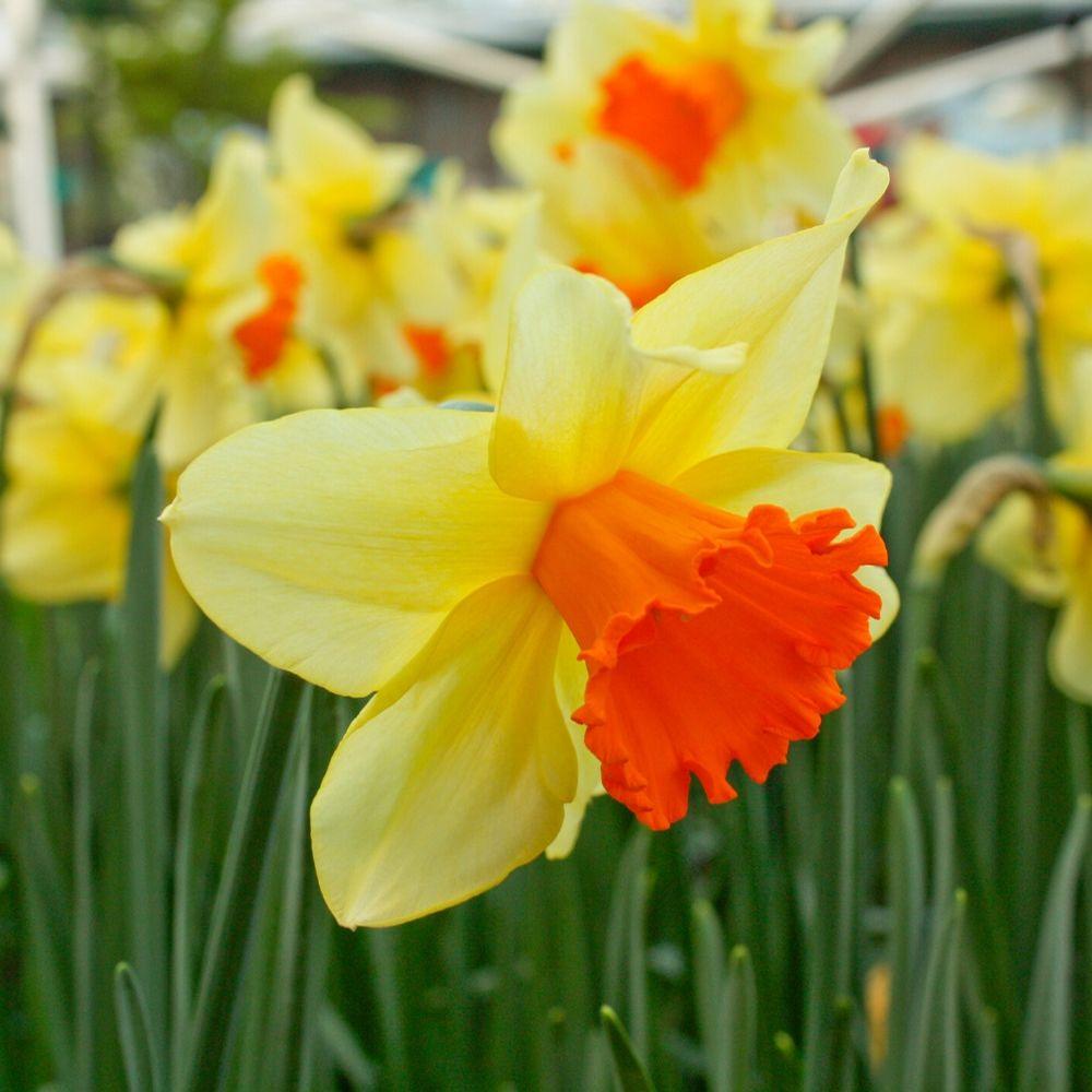 Daffodil (Narcissus) Fortissimo - Longfield Gardens