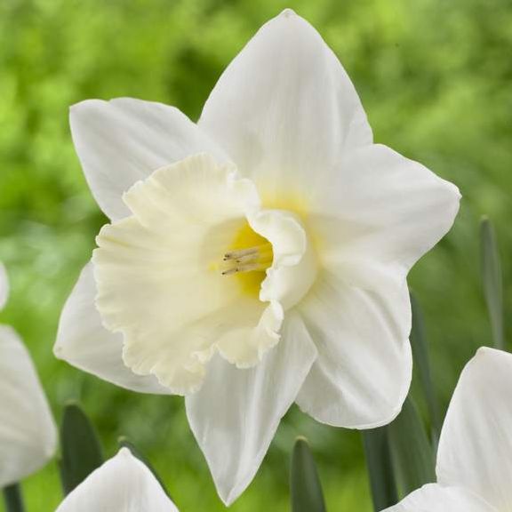 Daffodil (Narcissus) Mount Hood - Longfield Gardens