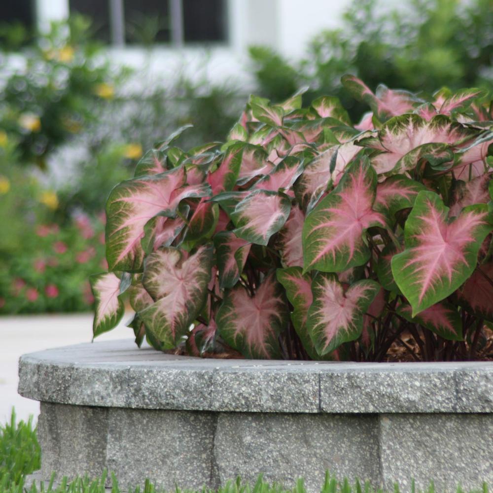 Caladium Kathleen - Longfield Gardens