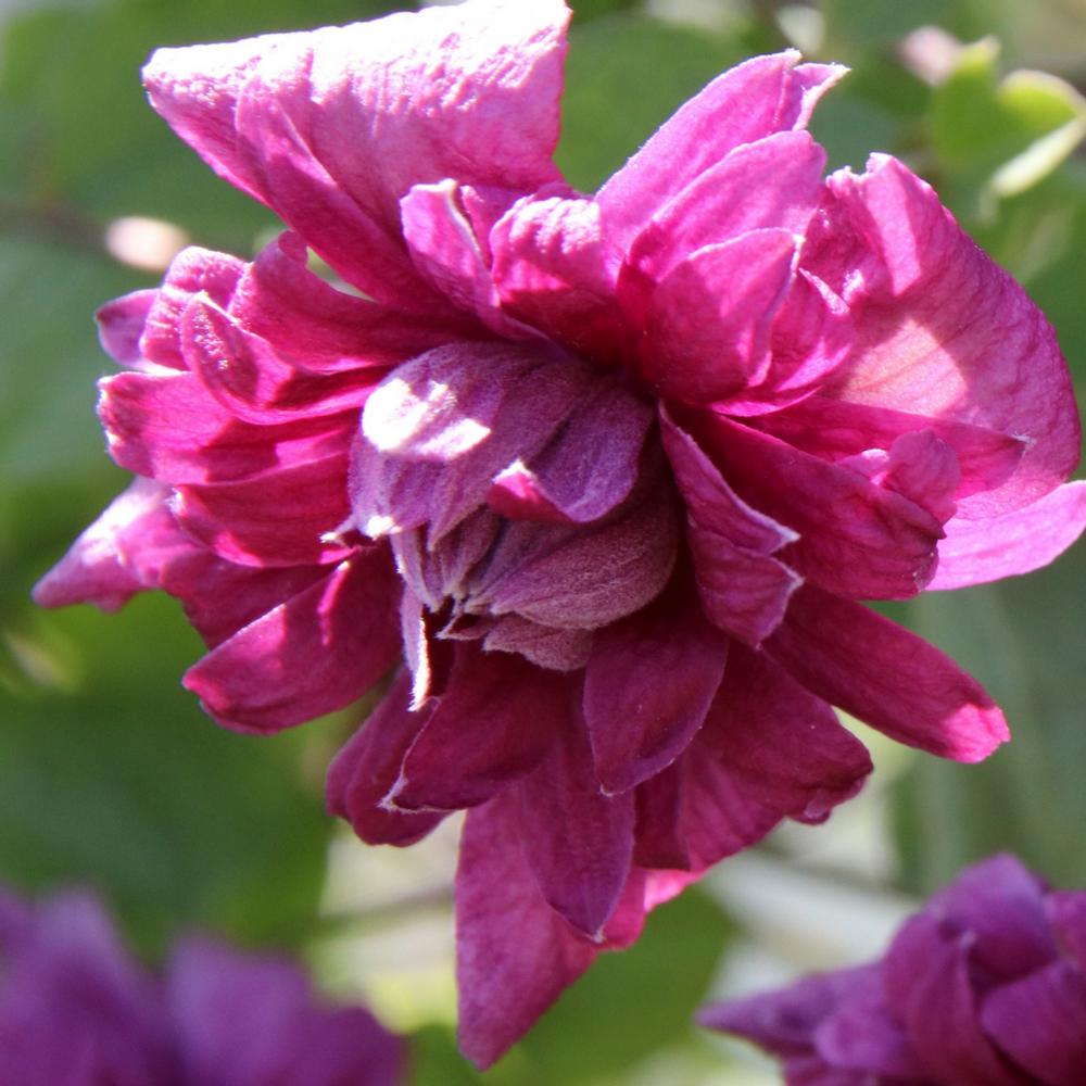 Clematis Purpurea Plena Elegans - Longfield Gardens