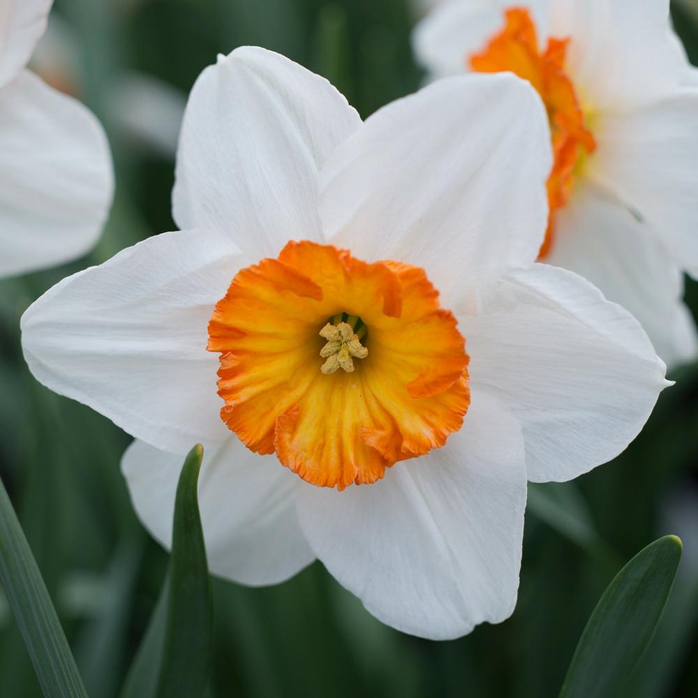 Daffodil (Narcissus) Barrett Browning - Longfield Gardens