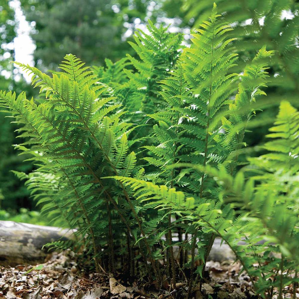 Fern Leatherwood - Longfield Gardens