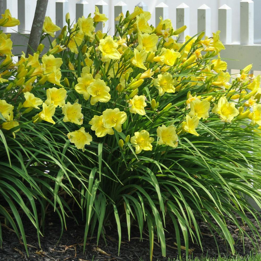 Hemerocallis Fragrant Returns - Longfield Gardens