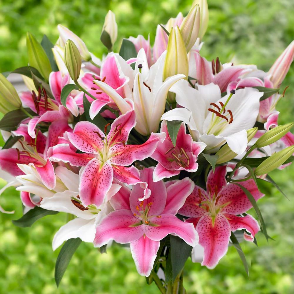 Lily Oriental Mix - Longfield Gardens